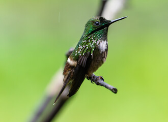 hummingbird perched