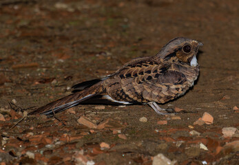 nightjar