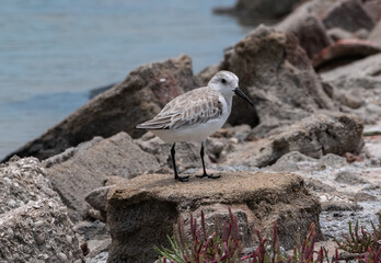 sanderling on the beach