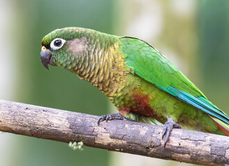 beautiful parakeet