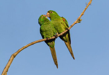 cute pair of parakeets