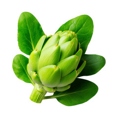Obraz premium Artichoke isolated on transparent background fresh green vegetable healthy food ingredient