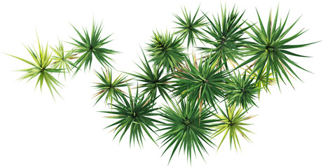 Top view of yucca plants - Yucca Flaccida