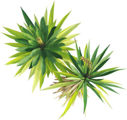 Top view of flowering yucca plants - Yucca Flaccida