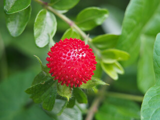 Macro of the fruit of a potentilla indica (potentilla indica (Andrews) th.Wolf) or mock strawberry