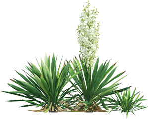 Side view of flowering yucca plants - Yucca Flaccida