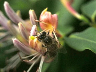 Isolated macro close-up of a European honey bee (apis mellifera) collecting pollen from a fragrant...