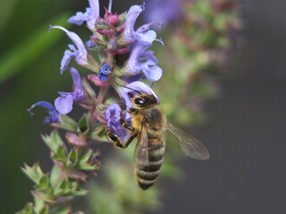 Isolated macro close-up of a European honey bee (apis mellifera) collecting pollen from a salvia nemerosa