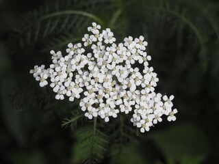 white flowers in the forest