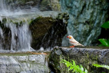 A zebra finch taking a bath