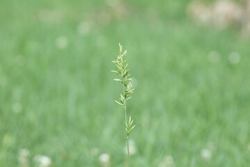 green wheat in grass