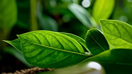 Close up of two green capsules on vibrant green leaves in bright, sunny, natural light suggests natural health, herbal medicine - Powered by Adobe