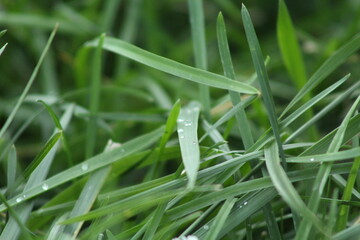 dew on grass