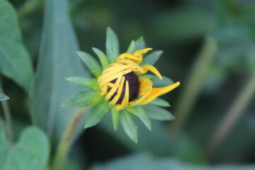 yellow flower blooming