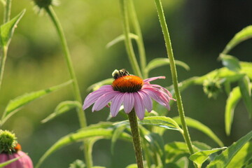 bee on a flower