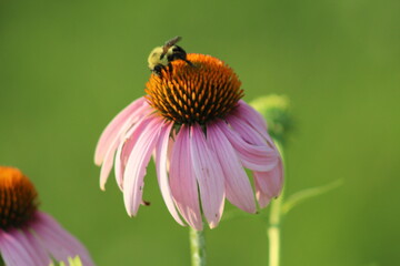 bee on flower close up