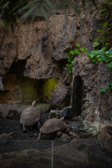 Turtles feeding on green plant leaves in zoo enclosure with rocky background. Herbivorous reptiles, animal nutrition, wildlife education for children and natural behavior observation in captivity