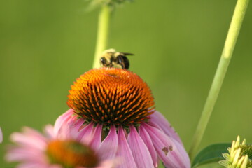 bee on a flower