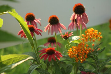 echinacea and butterfly weed in sunlight