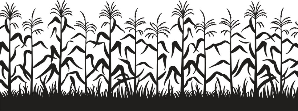 A black corn field. Maize field silhouette design vector illustration