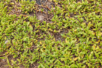 Sesuvium portulacastrum is a sprawling perennial herb in the family Aizoaceae, shoreline purslane.  Makapuʻu Beach Park, Honolulu, Oahu, Hawaii