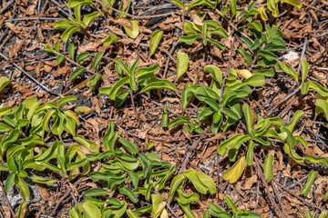 Jacquemontia sandwicensis, clustervine.  Jacquemontia is a genus of plants in the morning glory...