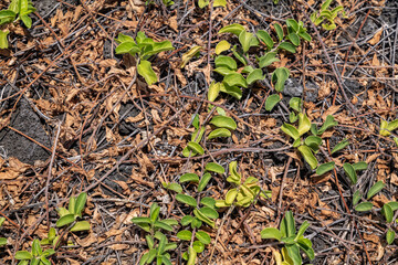 Jacquemontia sandwicensis, clustervine.  Jacquemontia is a genus of plants in the morning glory family Convolvulaceae.  Makapuʻu Beach Park, Honolulu, Oahu, Hawaii
