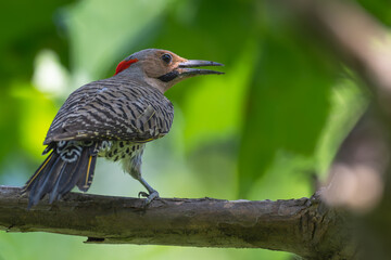 Closeup of a northern flicker perched in a tree.