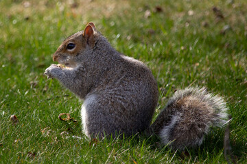squirrel eating nut in the sun