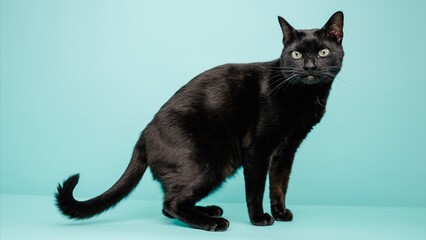 Black cat posing on light blue seamless background