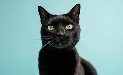 Black cat posing on light blue background