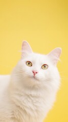 White cat posing on yellow background: fluffy feline with expressive eyes