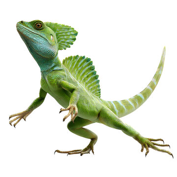 A green basilisk lizard in mid-run pose with toes spread, crest along its back raised. Emphasize movement and aerodynamic form. 8K, high detail, ultra-sharp, transparent background style