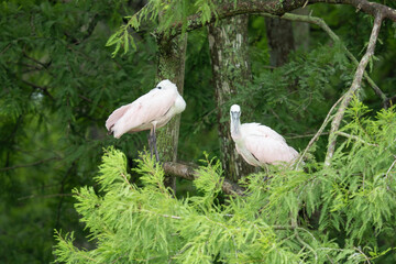 Spoonbills