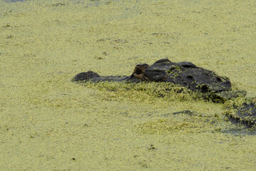 Alligator