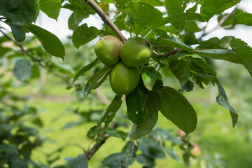 Grüne, unreife Äpfel (Malus) am Baum