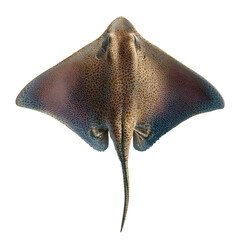 A smooth stingray viewed from above, wings spread in gliding motion, tail trailing behind. Skin texture with subtle gradient shading emphasized through top-down lighti