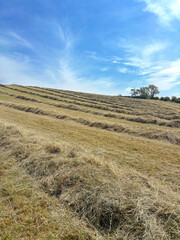 A hay meadow in June, North Yorkshire, England, United Kingdom