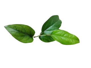 Green leaves isolated on white background