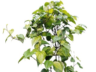 Green leaves isolated on white background