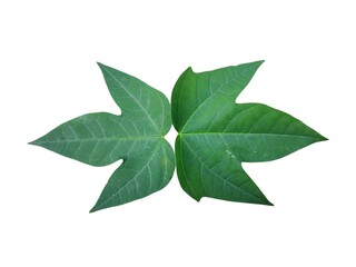Green leaves isolated on white background
