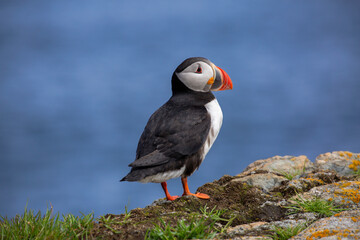 An Atlantic puffin stands on rocky ground overlooking the Atlantic ocean in Elliston, Newfoundland
