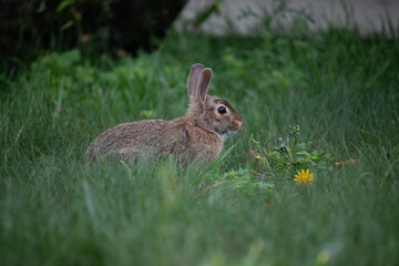 rabbit laying in the grass