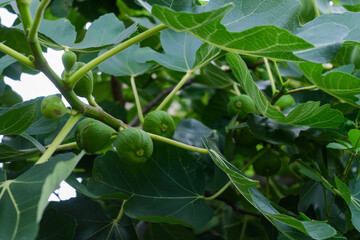 いちじくの実がもうすぐ収穫