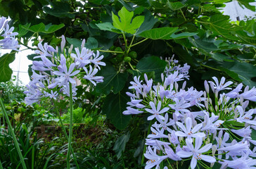アガパンサスの花
