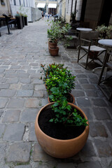 Charming Cobblestone Alleyway Decorated with Potted Plants and Tables, Creating a Serene Ambiance for Passersby to Enjoy Nature Amidst Urban Life and Gatherings, Ideal for Relaxation