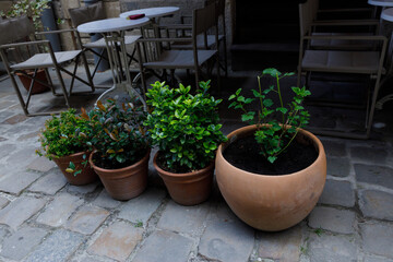 Charming Outdoor Patio Area Featuring Potted Plants in a Cozy Courtyard Setting with Elegant Furniture and Stone Pavers, Inviting Atmosphere for Relaxation and Enjoyment