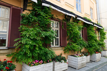 Beautiful Urban Garden with Flourishing Green Vines and Colorful Flowers Enhancing the Wall of a Charming Building in a Serene Neighborhood, Ideal for Passersby and Nature Lovers