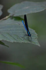 La Plaine 24 Juin 2025