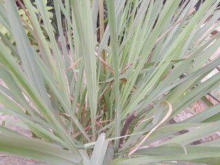 Obraz premium Lemongrass green leaves. Lemon grass culinary vegetable. Lemon grass benefited as aromatic, culinary, and healthy ingredients.